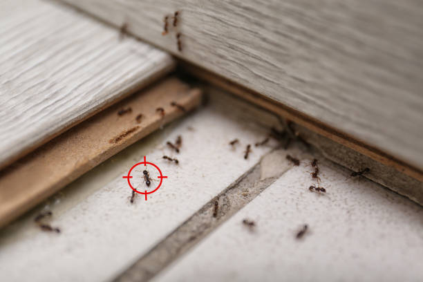 Best Exterminator Services  in Glencoe, MN