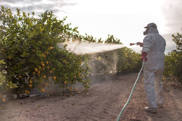 Best Termite Control Services  in Glencoe, MN