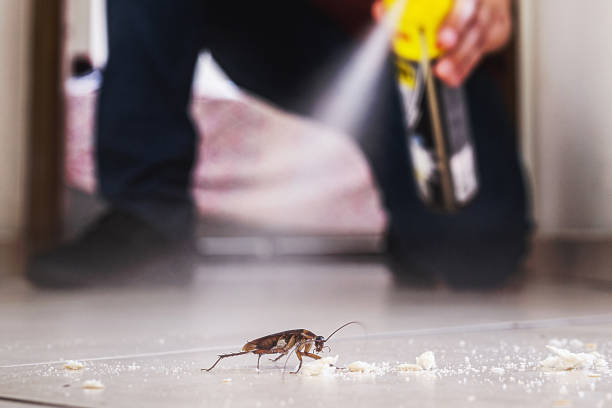 Best Best Pest Control Companies  in Glencoe, MN